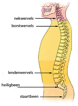 Artrose de rug en nek | Artrose Zorg
